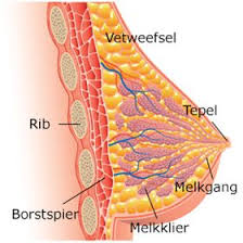 Alles over de Borst: Anatomie, Functies en Gezondheidsaspecten