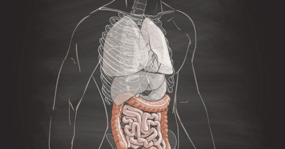 Het Verbond tussen Orgaan en Ontvanger: Een Band van Leven