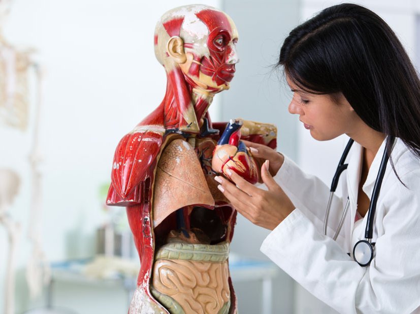 De Belangrijkheid van Orgaantransplantaties en het Doneren van Organen