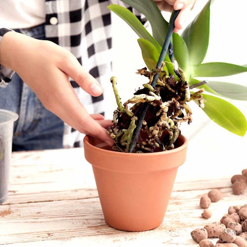 Tips voor de Verzorging van je Orchideeën