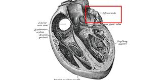 Topzorg voor Hartpatiënten bij Het Hart Medisch Centrum