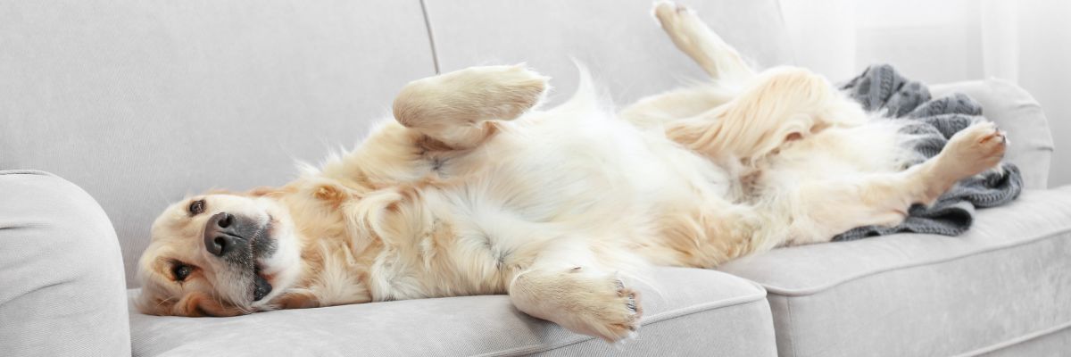 Optimale Hond Vachtverzorging: Tips voor een Gezonde en Glanzende Vacht