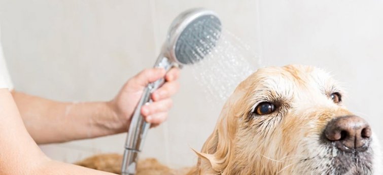 Tips voor de optimale verzorging van een hond