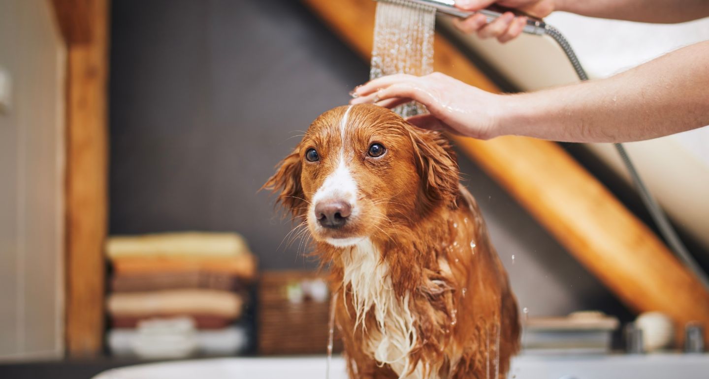 Tips voor de Verzorging van Honden: Een Gids voor een Gelukkige Viervoeter